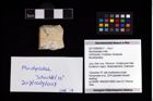 Foto (Objekt + Etikett) von Munidopsidae indet.  (NHMW-GEO-2017-0089-0017)